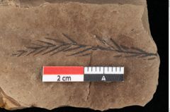 Foto (Detailansicht) von Taxodium distichum miocenicum Heer (NHMW-GEO-2024-0188-0190a)
